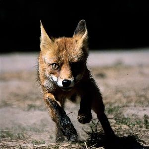 Meet your Posher, Adam